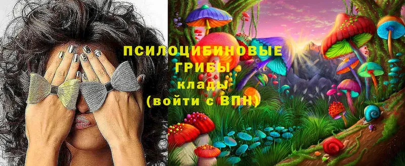 Псилоцибиновые грибы Cubensis  сколько стоит  Ессентуки 